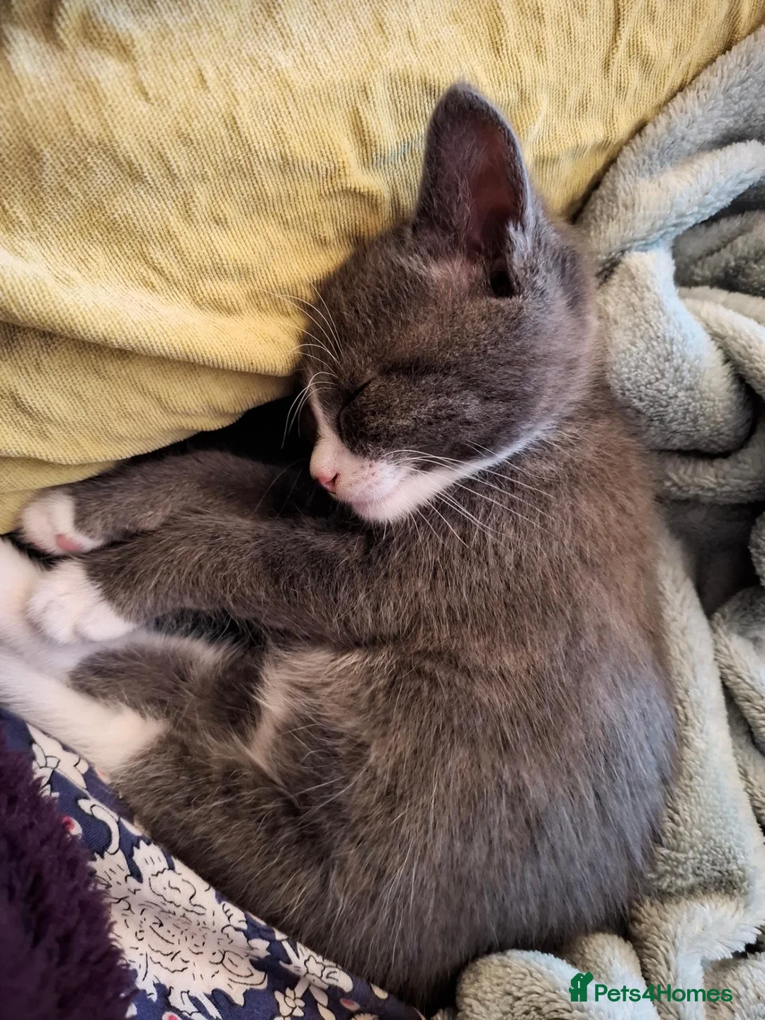 Mixed Breed cats for sale: Gorgeous grey/black tabby & grey girl kittens - Advert 15