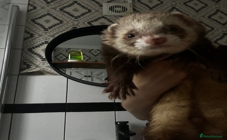 Ferret rodents - Advert 1