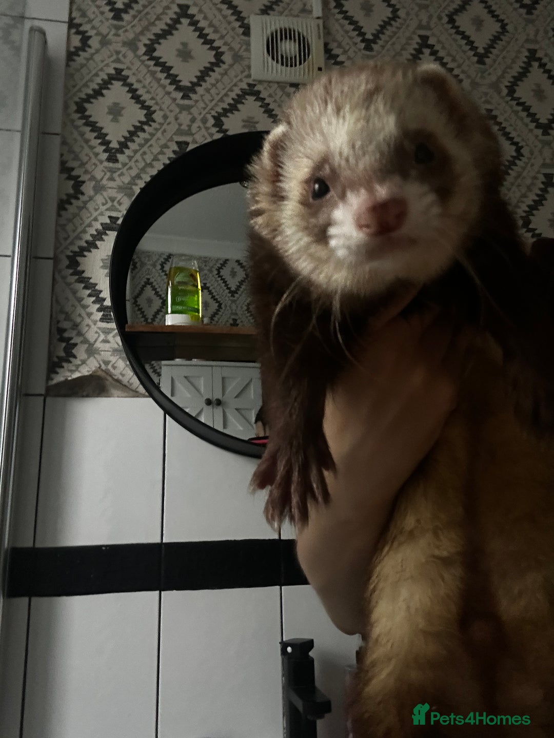 Ferret rodents for sale: Male ferrets looking for home. - Image 1