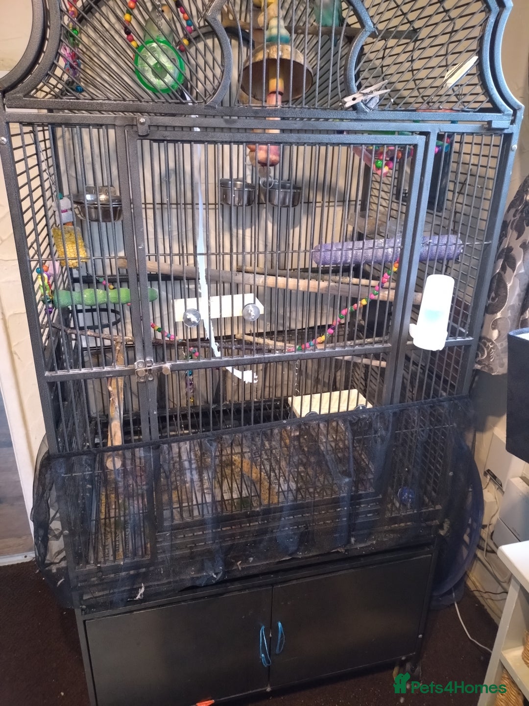 Lovebirds birds for sale: Bonded pair of lovebirds - Advert 3