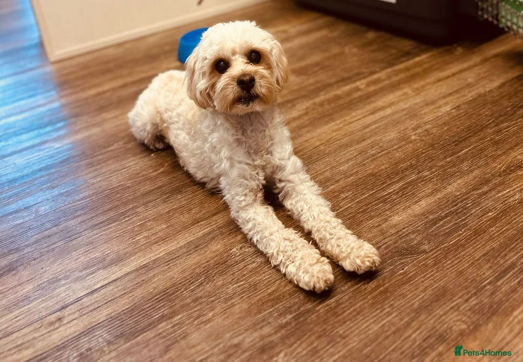 Maltipoo dogs for sale: Motchi - Advert 7
