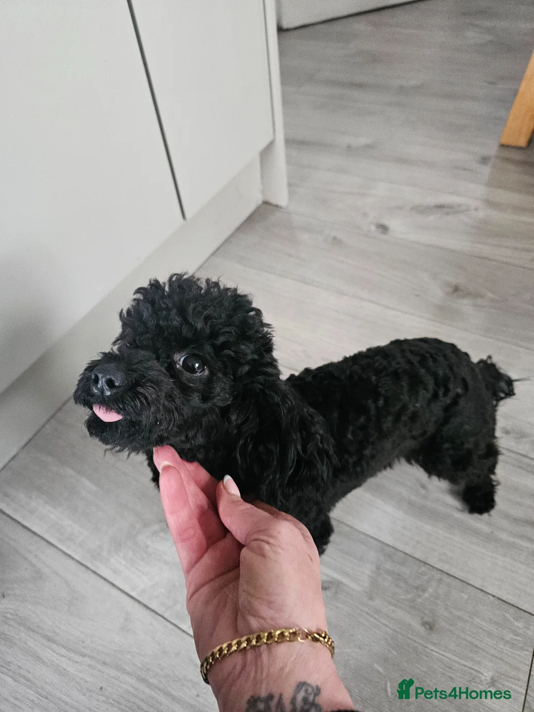 Toy Poodle dogs for sale: Black toy poodle - Advert 3