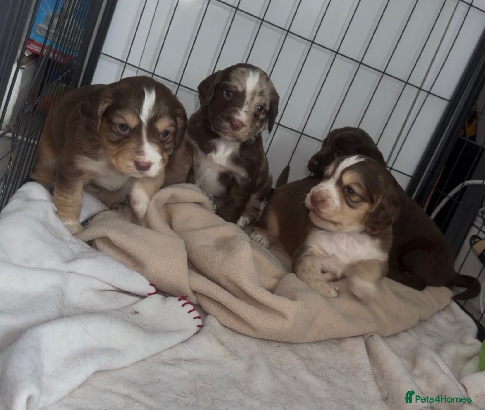 Cocker Spaniel dogs 4 Beautiful working cocker spaniel 😍 - Advert 1