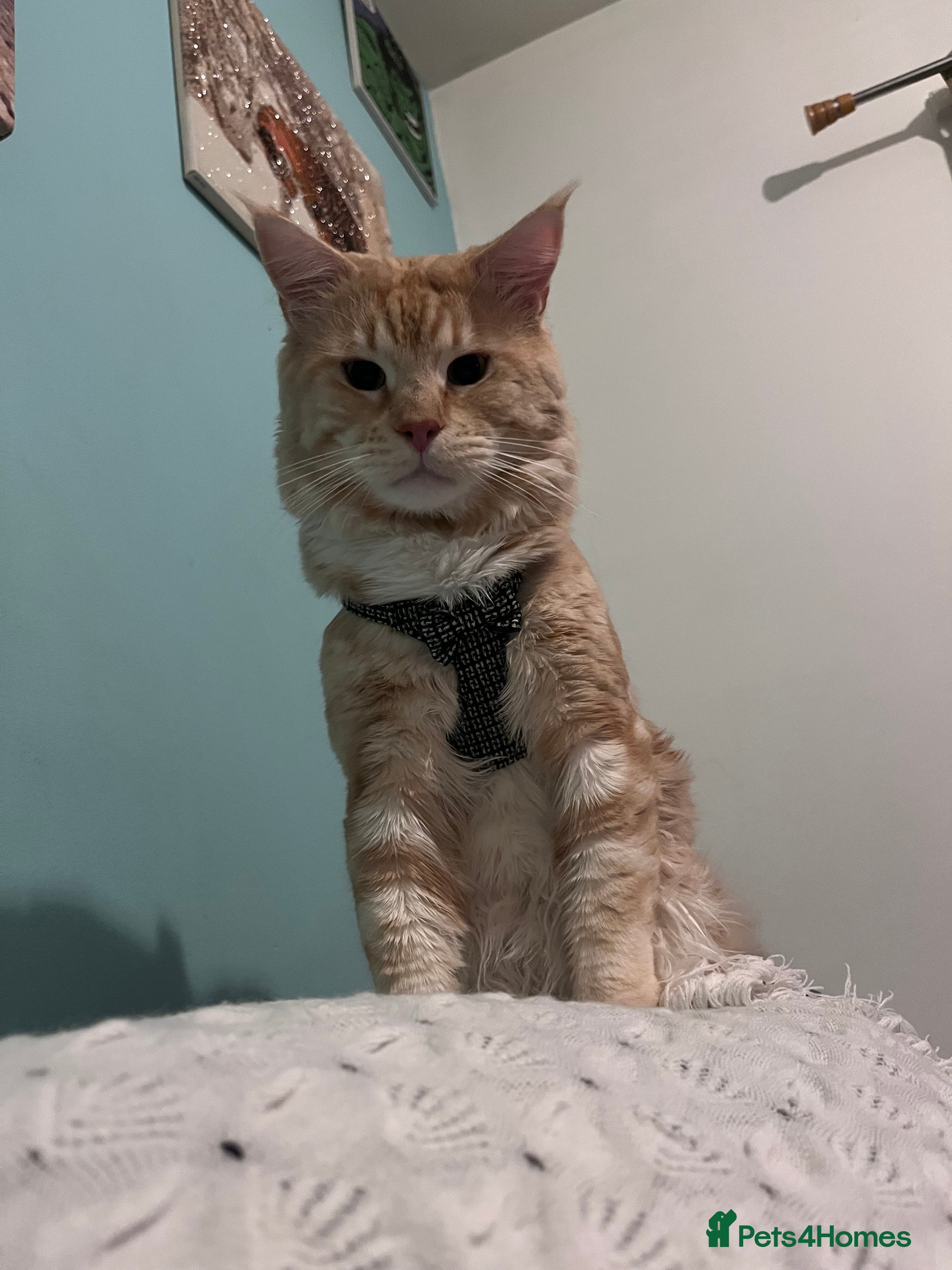 Maine Coon cats Gorgeous maincoone boy ginger/white  - Advert 8