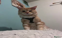 Maine Coon cats for sale: Gorgeous maincoone boy ginger/white  - Advert 1