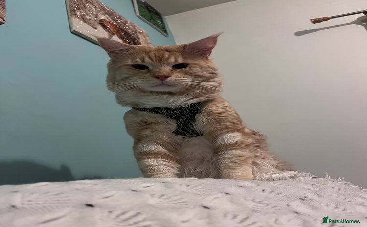 Maine Coon cats Gorgeous maincoone boy ginger/white  - Advert 2