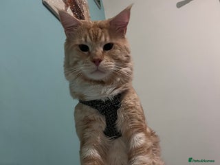 Maine Coon cats Gorgeous maincoone boy ginger/white - Advert 2