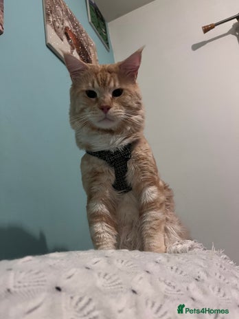 Maine Coon cats Gorgeous maincoone boy ginger/white - Advert 1