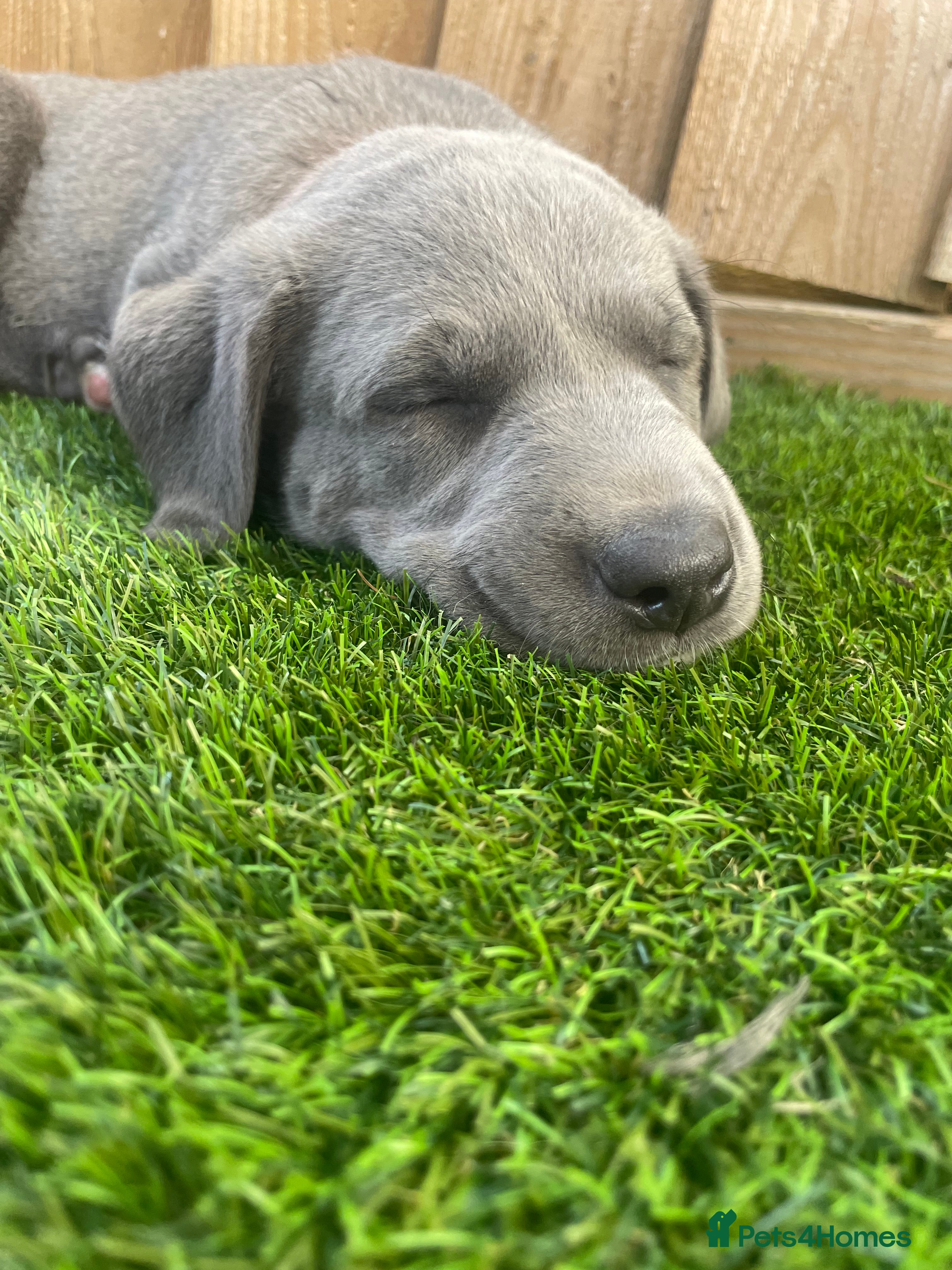 Mixed Breed dogs Labrador x lurcher (lurchador) - Advert 2