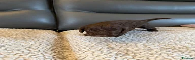 Cockapoo 1