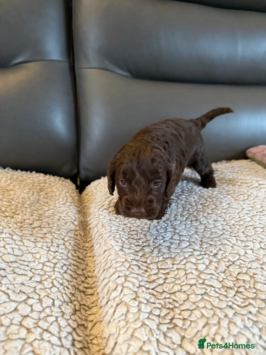 Cockapoo dogs for sale: Sale of Beautiful F2b Miniature Cockapoo Puppies.  in Carlisle - Advert 2