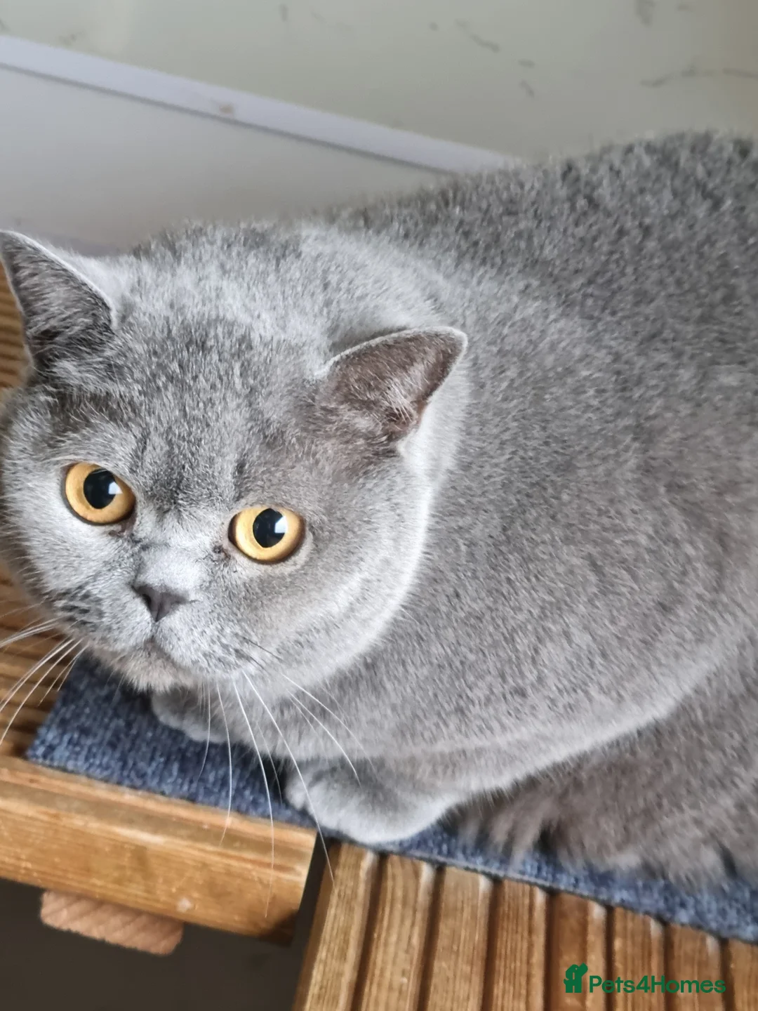 British Shorthair cats for sale: Beautiful blue British Shorthair girl  - Advert 2