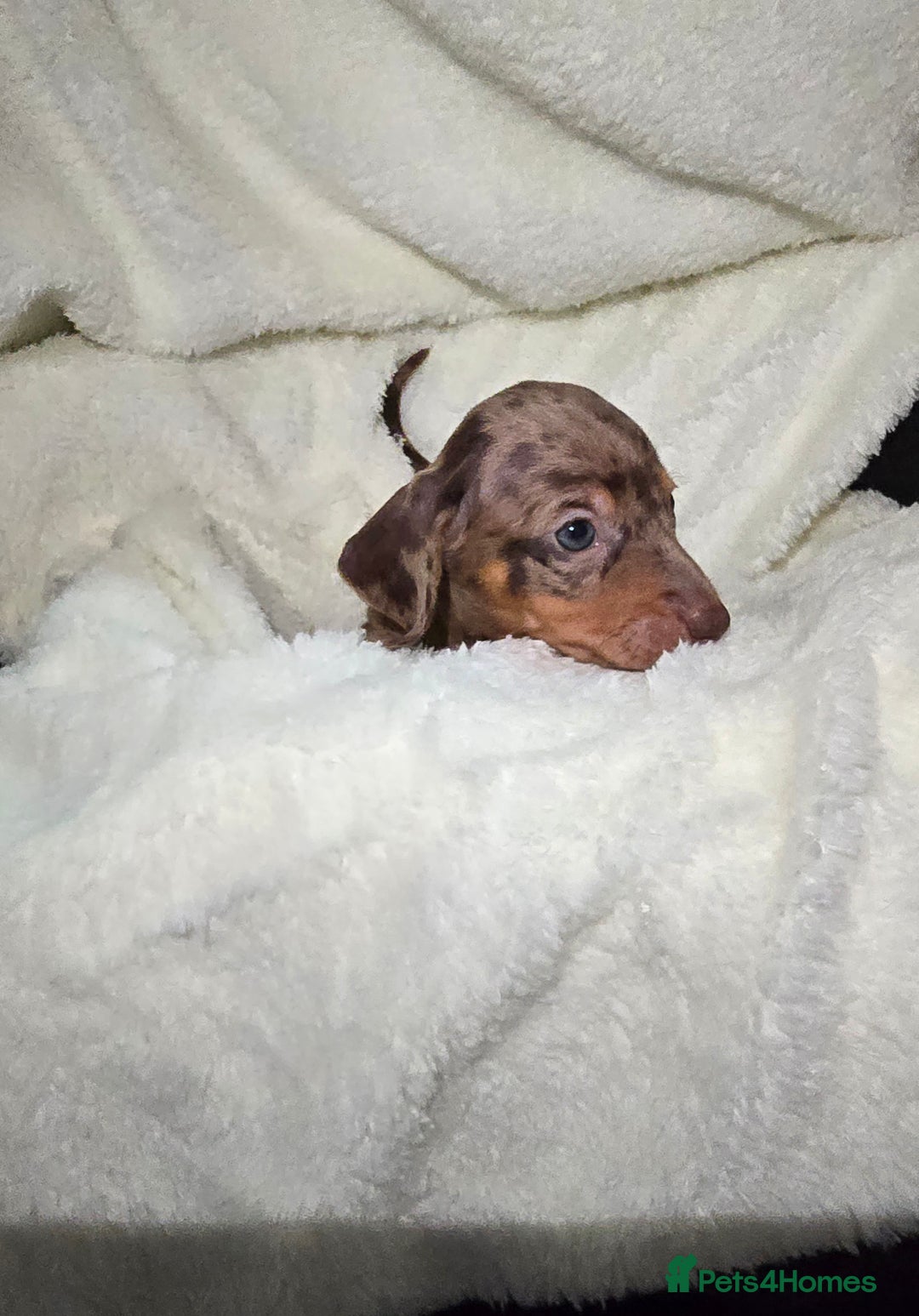 Miniature Dachshund dogs for sale: Miniature dachshunds 🐶 - Advert 19