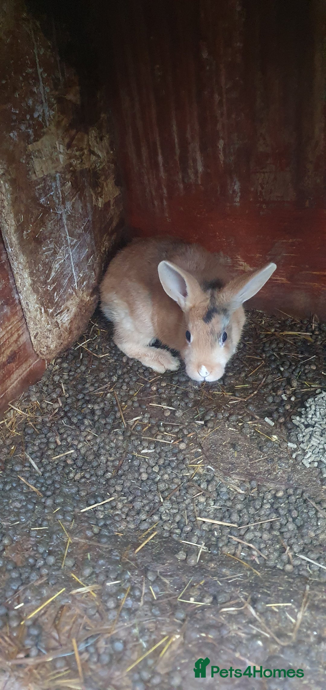 Mixed Breed rabbits for sale: Rabbits - Advert 6