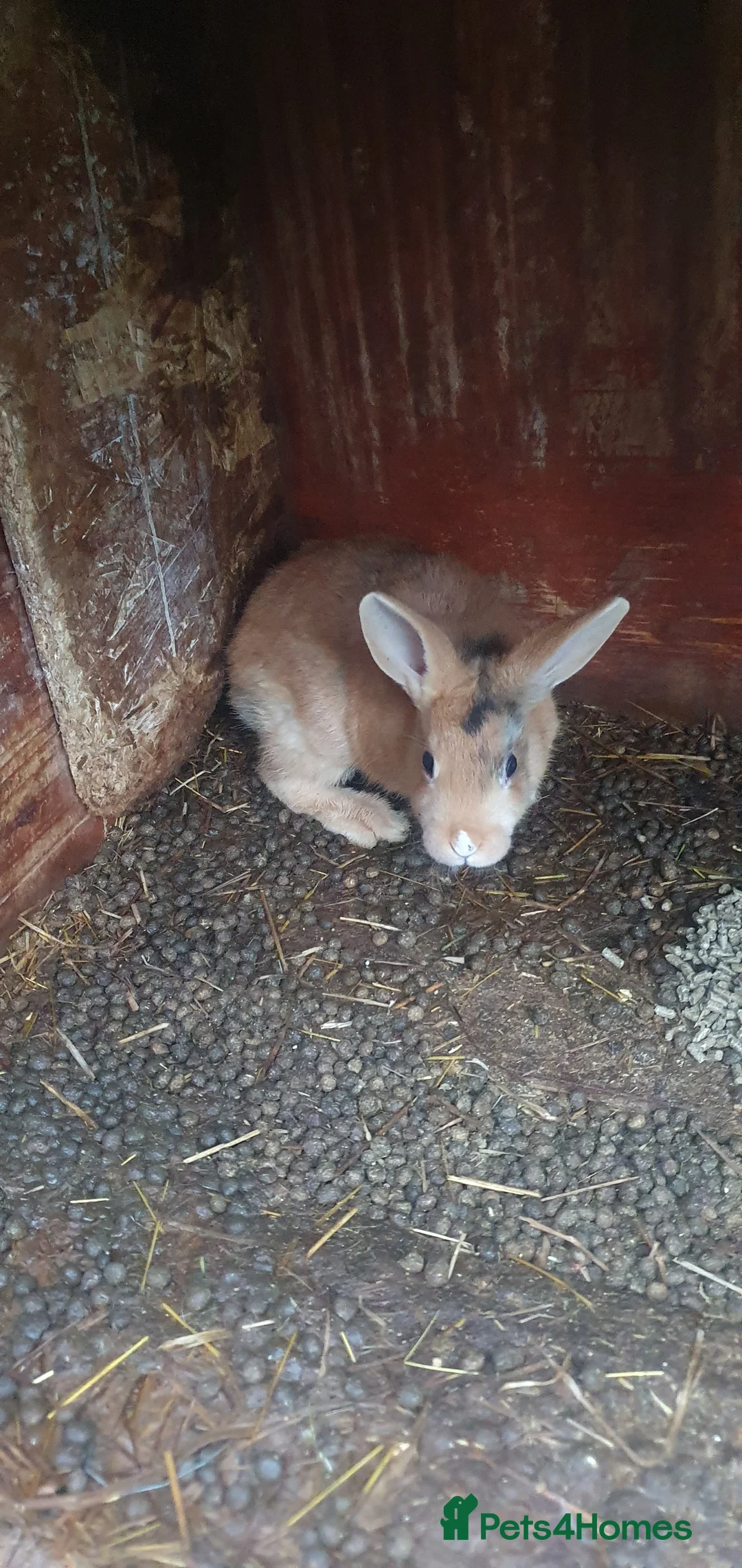 Mixed Breed rabbits for sale: Rabbits - Advert 6