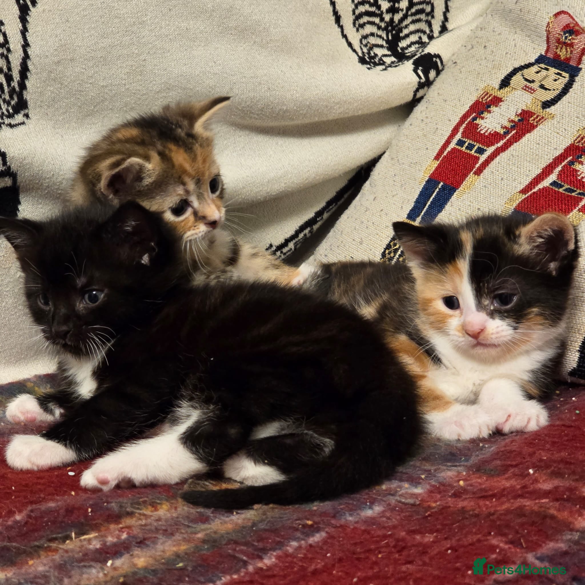 Mixed Breed cats Ready now 🐱🏠🖤 - Advert 1