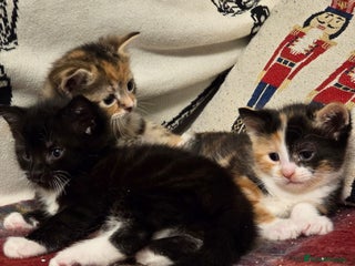 Mixed Breed cats Ready now 🐱🏠🖤 - Advert 1