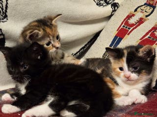 Mixed Breed cats Ready now 🐱🏠🖤 - Advert 6