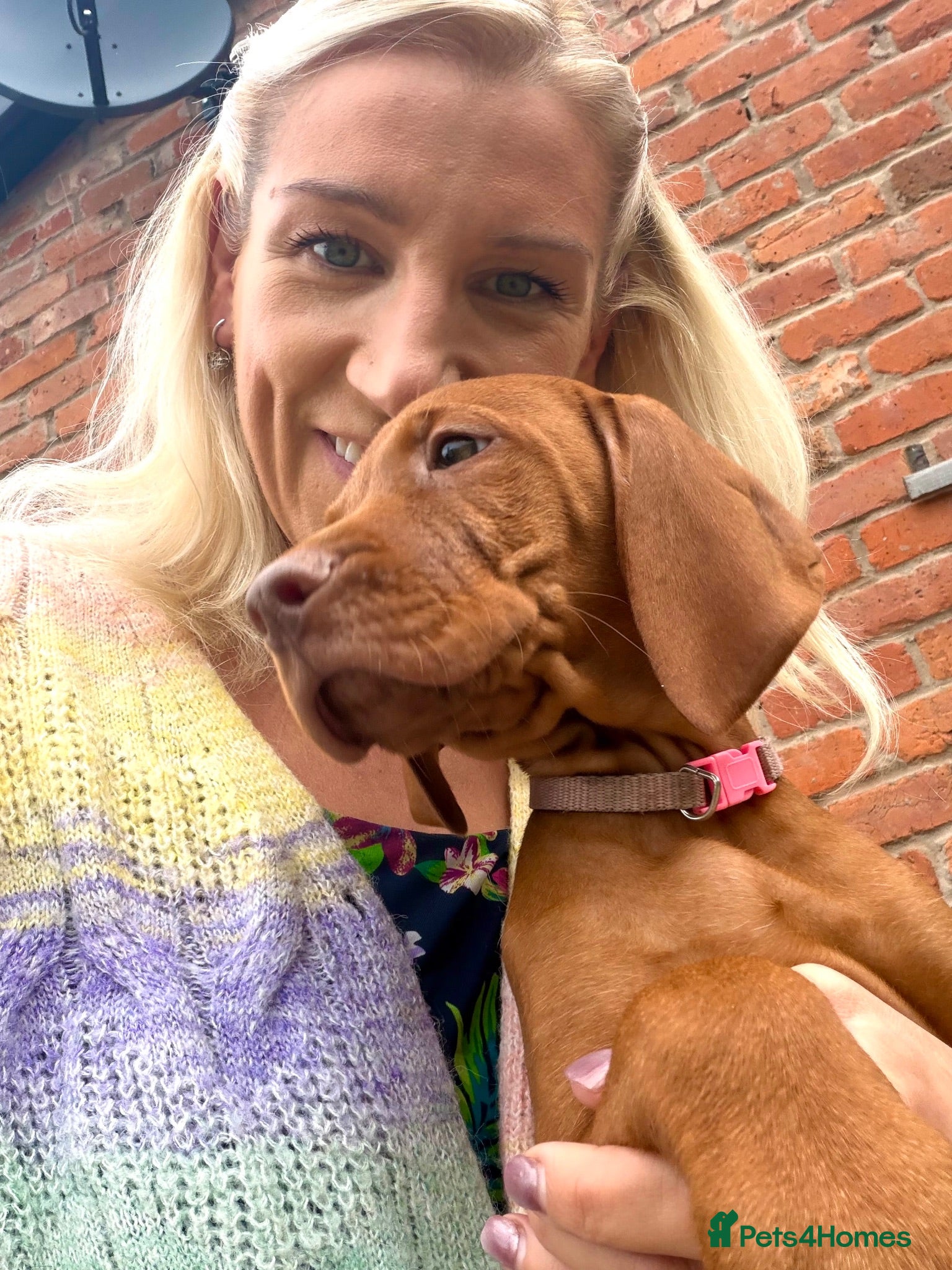 Hungarian Vizsla dogs Ready to leave! Happy healthy KC Hungarian Vizslas - Advert 13