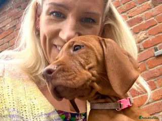 Hungarian Vizsla dogs Vet approved ready to collect.KC Hungarian Vizslas - Advert 3
