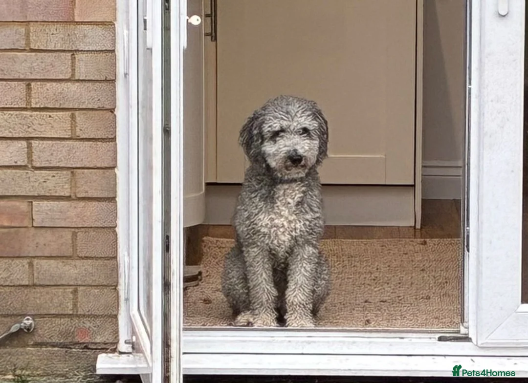 Sheepadoodle dogs for sale: Sheepadoodle  - Advert 3