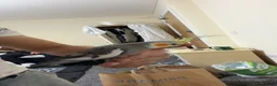 Cockatiels birds for sale: Two Beautiful Cockatiels for Sale – Lemon & Ozi 🦜 - Advert 2