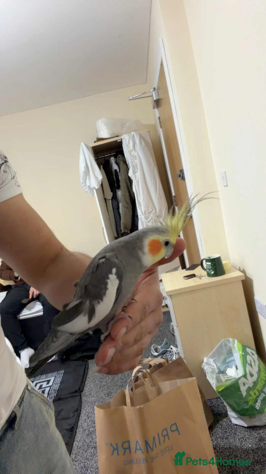 Cockatiels birds for sale: Two Beautiful Cockatiels for Sale – Lemon & Ozi 🦜 - Advert 2