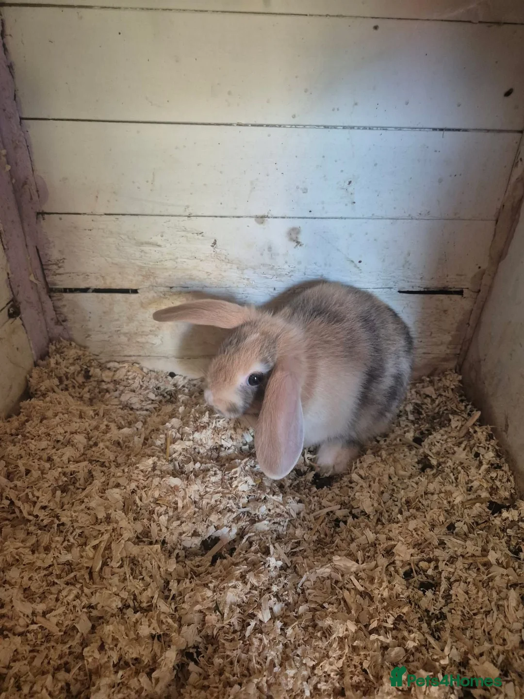 Mixed Breed rabbits for sale: rabbits in need of good home in Peterborough - Advert 10