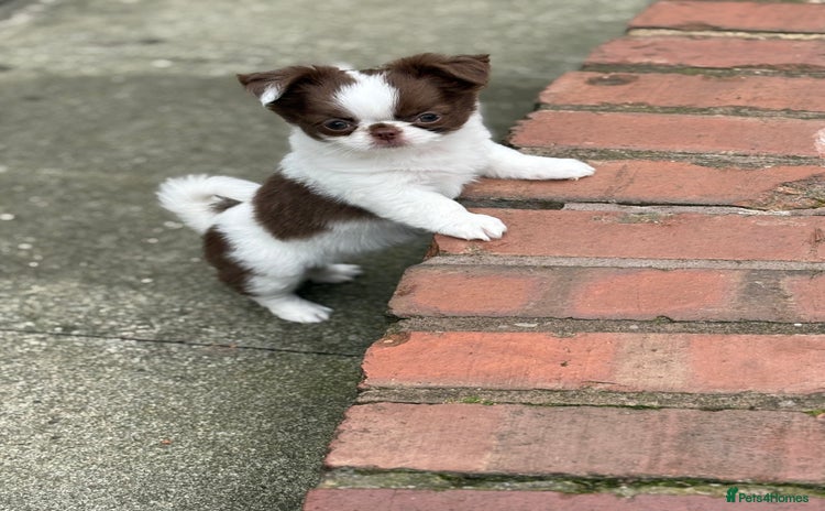 Chihuahua dogs - Advert 6
