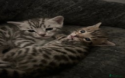 Bengal cats for sale: One remaining Male Bengal for sale - Image 1
