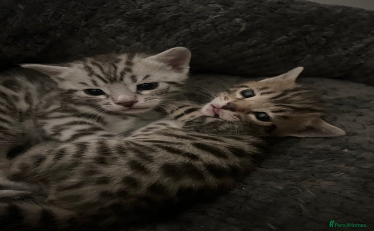 Bengal cats - Advert 1