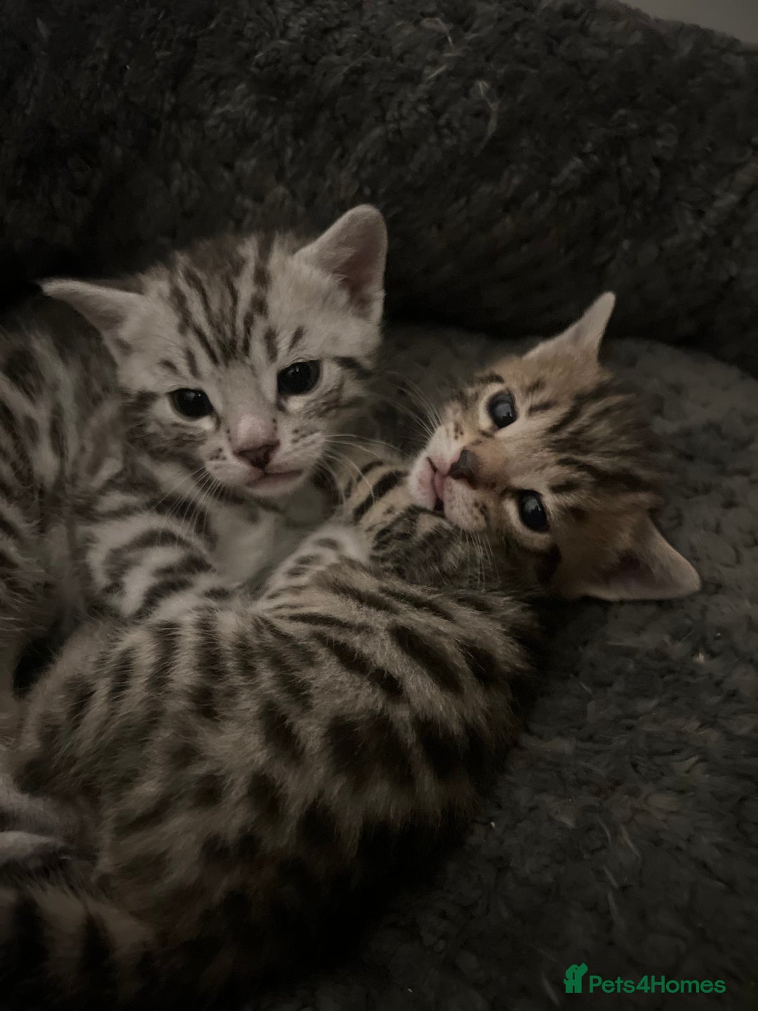 Bengal cats for sale: One remaining Male Bengal for sale - Image 1