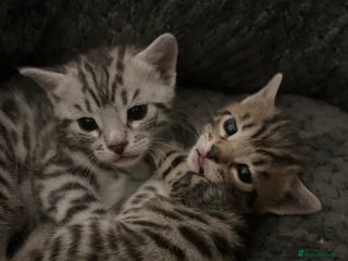 Bengal cats - Advert 21