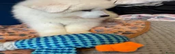 Samoyed dogs for sale: 🐾puppies are ready for new happy homes🐾 - Advert 4