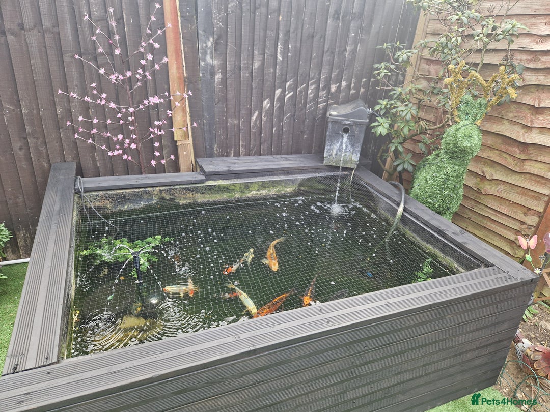 Koi Carp fish for sale: Complete set up including the koi - Advert 3