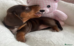 Miniature Dachshund dogs for sale: Miniature Dachshund  - Image 2