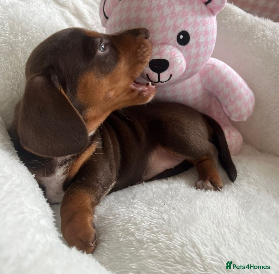 Miniature Dachshund dogs for sale: Miniature Dachshund  - Image 2