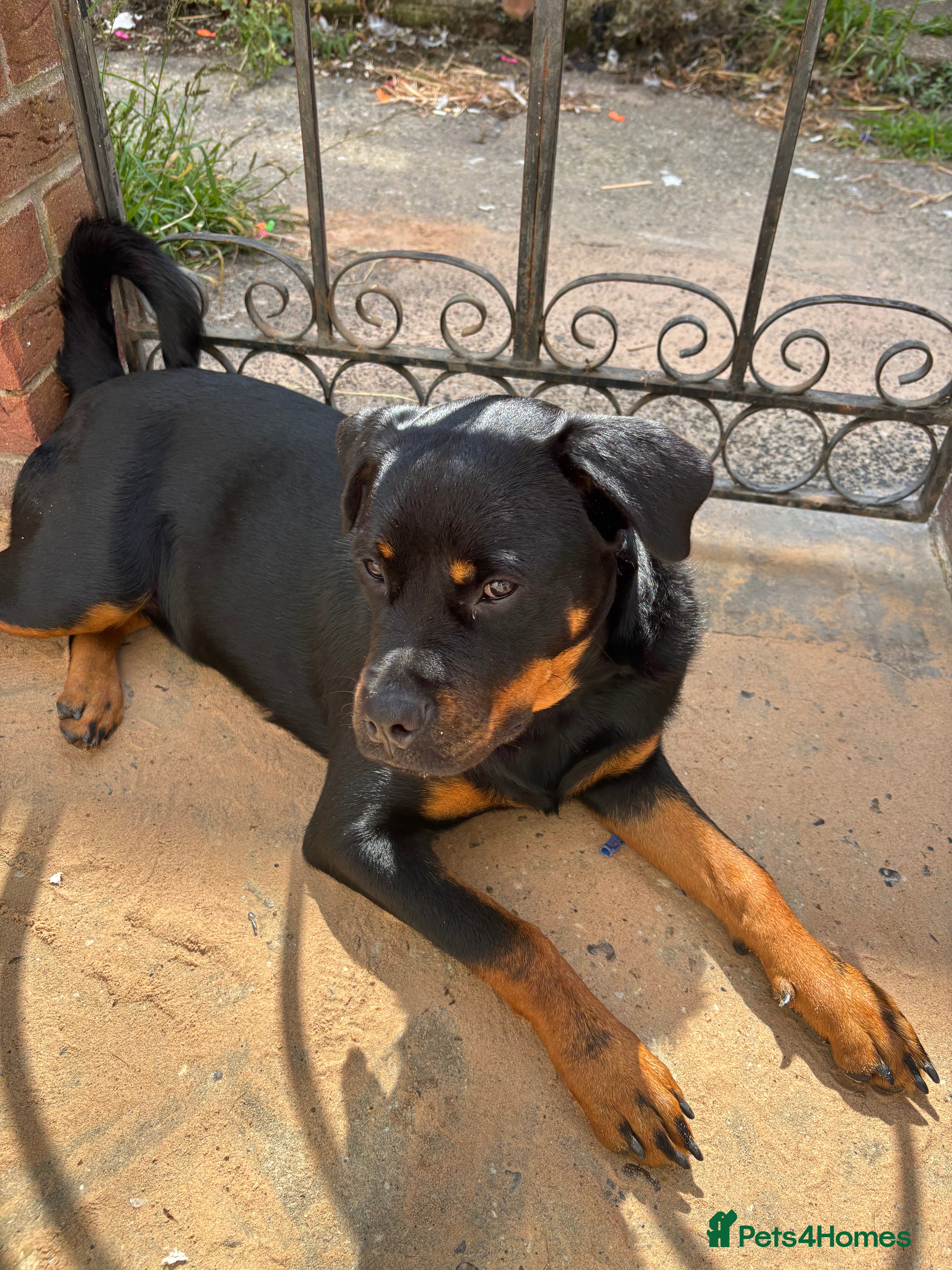 Mixed Breed dogs Beautiful Rottweiler x bullmastiff puppies - Advert 1