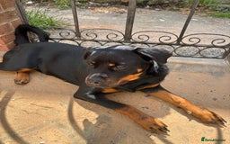 Mixed Breed dogs for sale: Beautiful Rottweiler x bullmastiff puppies - Image 1