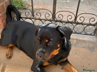 Mixed Breed dogs for sale - Advert 1