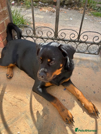 Mixed Breed dogs - Advert 1