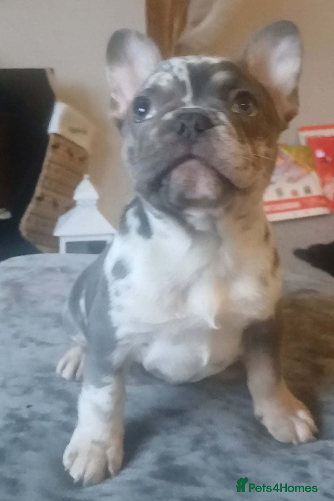 French Bulldog dogs for sale: KC French Bulldog Merles carrying fluffy. - Advert 4