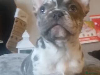French Bulldog dogs KC French Bulldog Merles carrying fluffy. - Advert 2