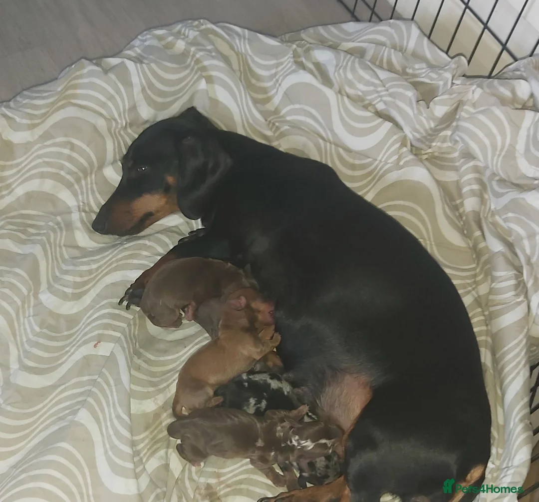 Miniature Dachshund dogs for sale: miniature dachshund  - Advert 2
