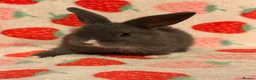 Dutch rabbits for sale: Dutch lops ready to reserve  - Advert 8