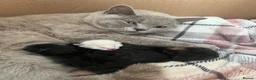 British Shorthair cats for sale: Kittens British Shorthair x Norwegian Forest Cat - Advert 4