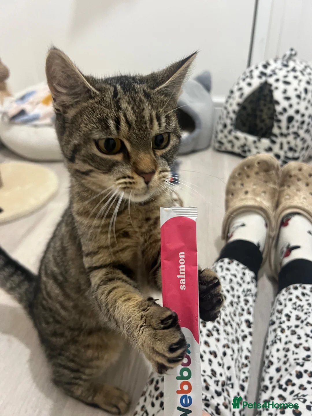 Mixed Breed cats for sale: Spayed cat - Advert 2