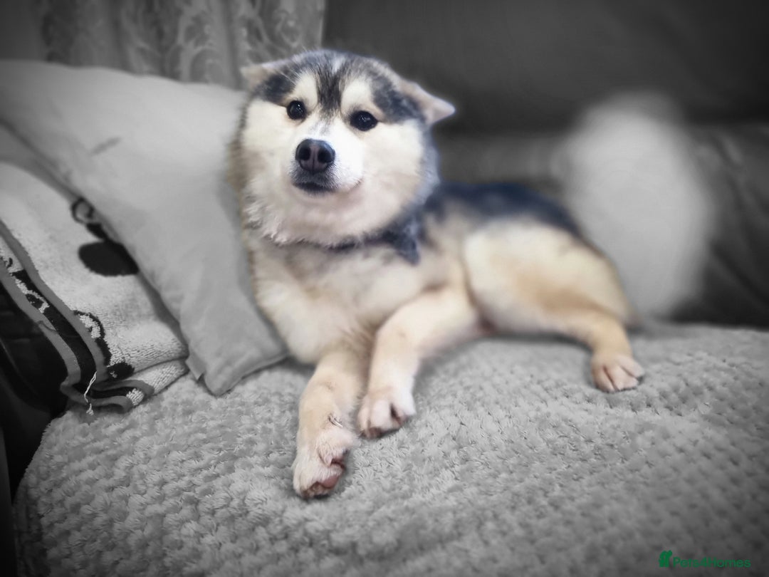 Pomsky dogs for stud: Stunning Proven F1 Wolf Grey Pomsky For Stud in Cambridge - Advert 4