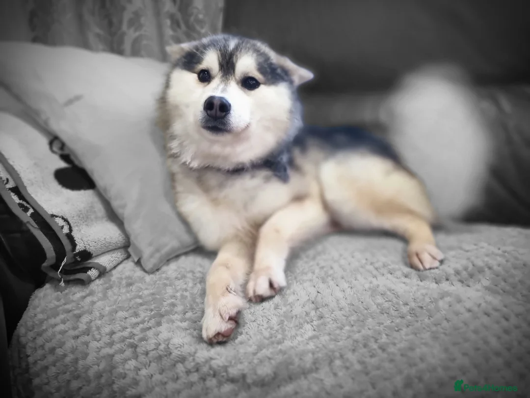 Pomsky dogs for stud: Stunning Proven F1 Wolf Grey Pomsky For Stud in Cambridge - Advert 4