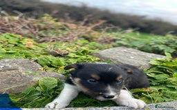 Mixed Breed dogs for sale: Border Jack Puppies (Border Collie X Jack Russel) - Image 19